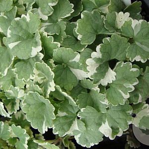 Glechoma hederacea 'Variegata' GM P9 BIO