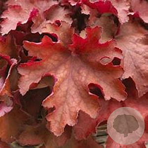 Heuchera 'Boysenberry' GM P9 BIO