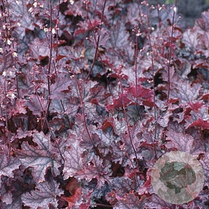 Heuchera 'Can Can' GM P9 BIO