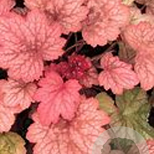 Heuchera 'Georgia Peach' GM P9 BIO