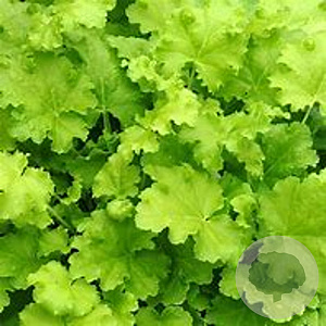 Heuchera 'Lime Rickey' GM P9 BIO
