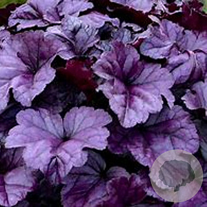Heuchera 'Wildberry' GM P9 BIO