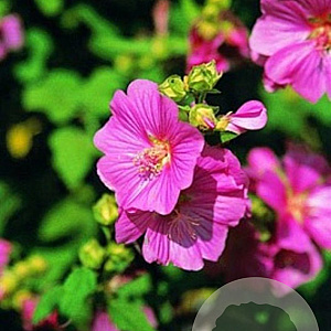 Lavatera 'Bredon Springs' GM P9 BIO