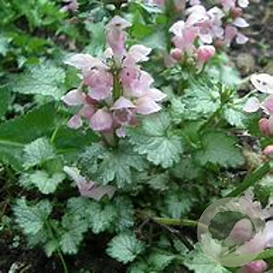 Lamium mac. 'Pink Pewter' GM P9 BIO