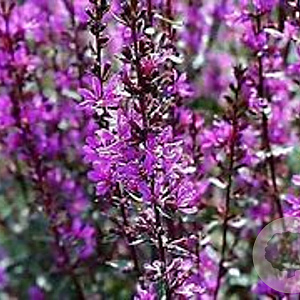 Lythrum sal. 'Zigeunerblut' GM P9 BIO