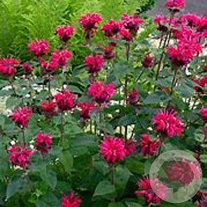 Monarda 'Bee-you Bee-happy' GM P9 BIO