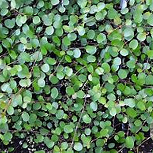 Muehlenbeckia axillaris GM P9 BIO