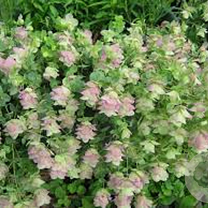 Origanum rot. 'Kent Beauty' GM P9 BIO