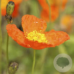 Papaver nud. 'Gartenzwerg' GM P9 BIO