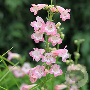 Penstemon 'Apple Blossom' GM P9 BIO