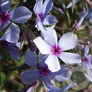 Phlox div. 'Chattahoochee' GM P9 BIO
