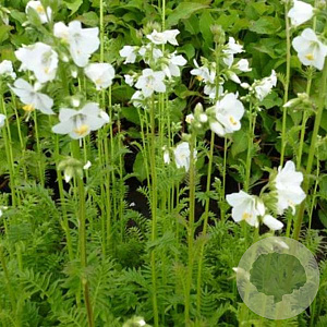 Polemonium caer. 'Album' GM P9 BIO