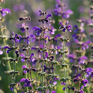 Polemonium caer. 'Lambrook Mauve' GM P9 BIO