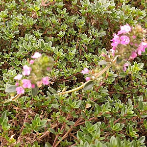 Prunella grandiflora 'Inshriach Ruby' GM P9 BIO