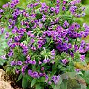 Pulmonaria ang. 'Blaues Meer' GM P9 BIO
