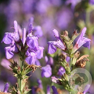 Salvia lavandulifolia GM P9 BIO