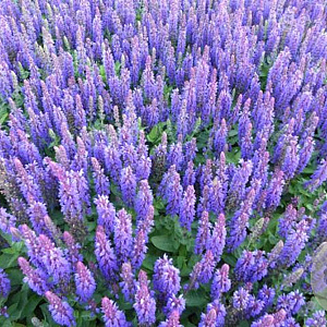 Salvia nem. Blue Bouquetta GM P9 BIO