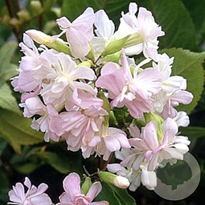Saponaria officinalis 'Alba Plena' GM P9 BIO