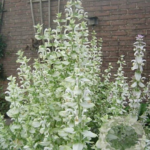 Salvia sclarea 'Vatican White' GM P9 BIO