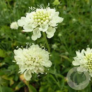 Scabiosa ochroleuca 'Moon Dance' GM P9 BIO