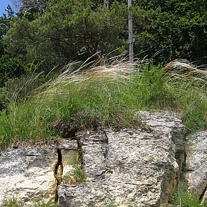 Stipa pulcherrima GM P9 BIO