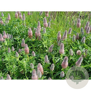Trifolium rubens 'Peach Pink' GM P9 BIO