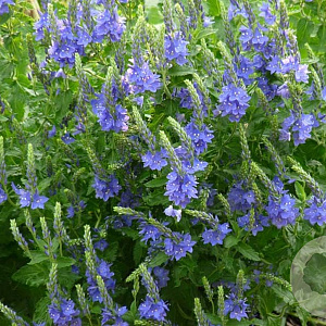 Veronica austr. 'Shirley Blue' GM P9 BIO
