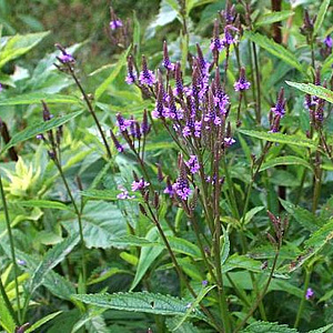 Verbena hastata 'Blue Spires' GM P9 BIO