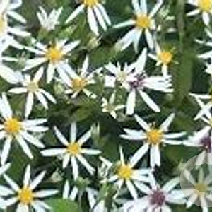 Aster divaricatus 'Beth' GM P9 BIO