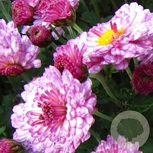 Chrysanthemum (I) 'Rosensilber' GM P9 BIO