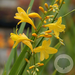 Crocosmia 'Honey Angels' GM P9 BIO