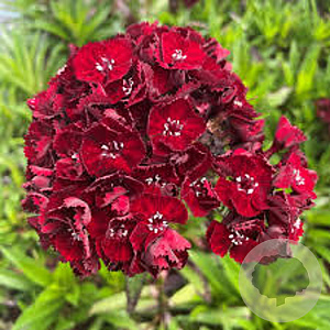 Dianthus barb Nigrescens Scooty GM P9 BIO
