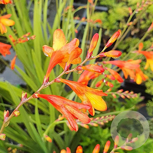 Crocosmia 'Ministar' GM P9 BIO