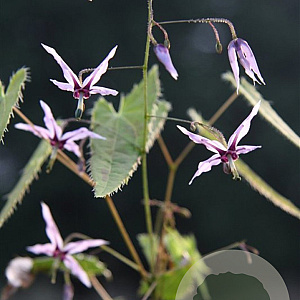 Epimedium f. 'Pink Constellation' GM P9 BIO
