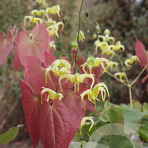 Epimedium franchetii 'Brimstone Butterfly GM P9 BIO