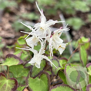 Epimedium grandiflorum higoense GM P9 BIO