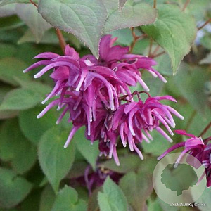 Epimedium grandiflorum 'Shiho' GM P9 BIO