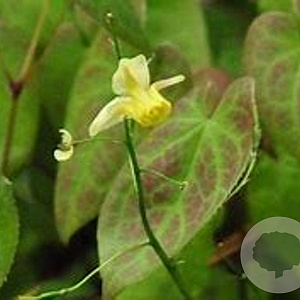Epimedium 'Moonlight' GM P9 BIO