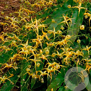 Epimedium wushanense 'Caramel' GM P9 BIO