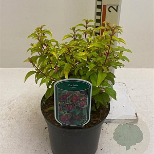 Fuchsia 'Genii' GM P9 BIO