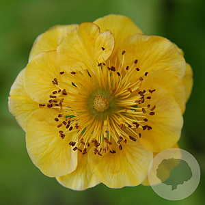 Geum 'Limoncello' GM P9 BIO