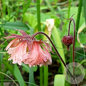Geum 'Pink Fluffy' GM P9 BIO
