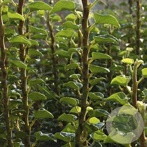 Hedera helix 'Erecta' GM P9 BIO