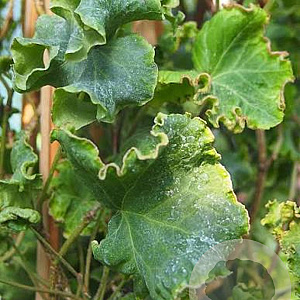 Hedera hel. 'Melanie' GM P9 BIO