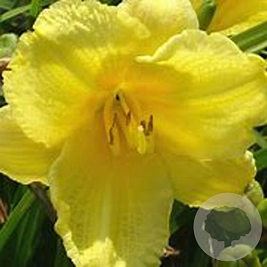 Hemerocallis 'Butterpat' GM P9 BIO