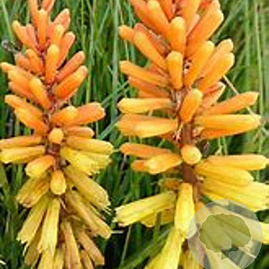 Kniphofia 'Rich Echoes' GM P9 BIO