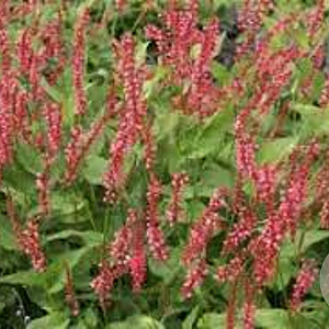 Persicaria amplexicaulis 'Orangofield GM P11 BIO