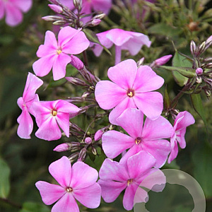 Phlox amplifolia 'Christine' GM P9 BIO