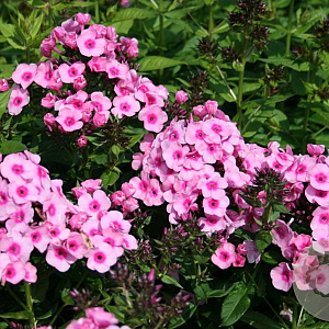 Phlox (P) 'Baby Face' GM P9 BIO