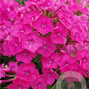 Phlox (P) 'Raving Beauty' GM P9 BIO